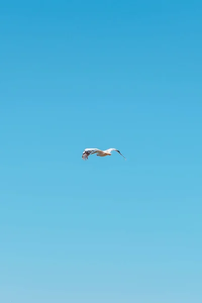 Avlägsen Över Vit Sjöfågel Som Svävar Genom Den Klarblå Himlen — Stockfoto