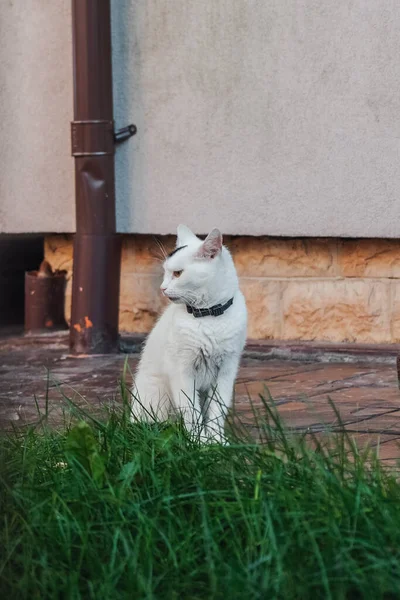 Vertical Shot Cute Small Cat — Stock Photo, Image