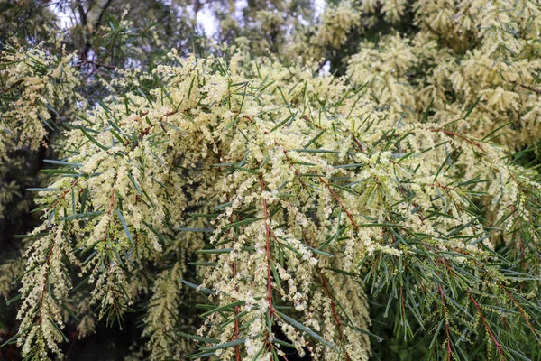 Prachtige Tamarix Vertakkende Halsdonk Witte Bloeiende Plant — Stockfoto
