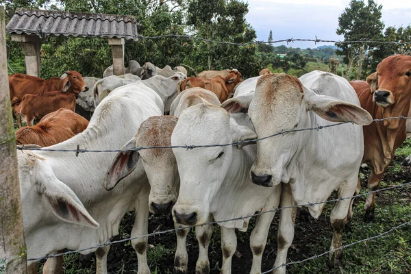 在田野里 奶牛在铁丝网后面的景象 — 图库照片