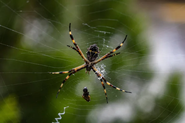 Primo Piano Ragno Una Ragnatela Piante Verdi — Foto Stock