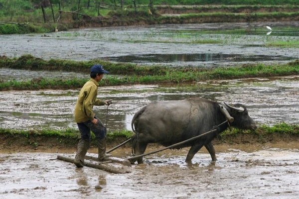 Nang Vietnam Agosto 2021 Homem Com Búfalo Trabalhando Campo Nang — Fotografia de Stock
