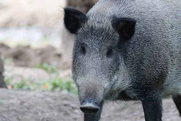 Gros Plan Sanglier Dans Une Terre Agricole — Photo