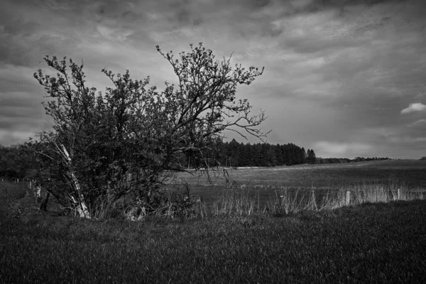 一片大灌木丛 背景是一片森林 黑白相间 — 图库照片