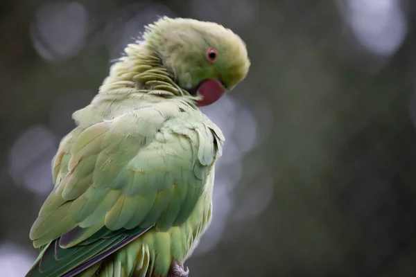 Een Kleurrijke Papegaai Boom — Stockfoto