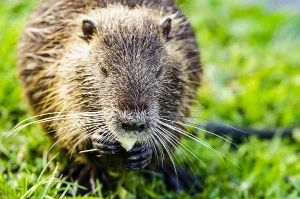 Close Minúsculo Animal Coypu Fofo Comendo Algo Uma Pilha Grama — Fotografia de Stock