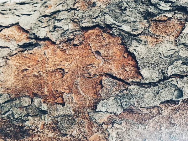 Текстура Brown Wood Зерном Фону — стокове фото