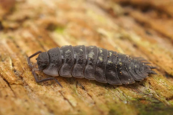 Primer Plano Sobre Leñador Brillante Común Oniscus Asellus Sobre Pedazo — Foto de Stock