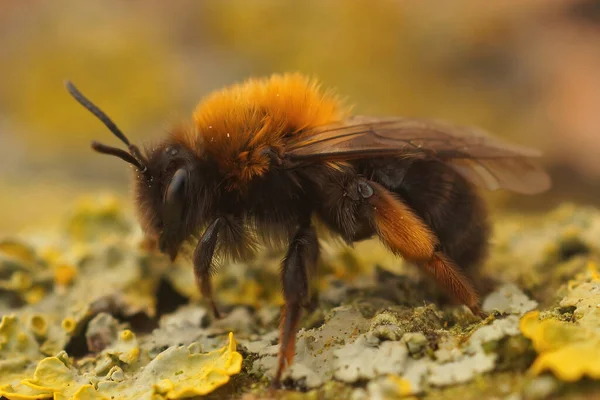 Närbild Färgstark Kvinnlig Clarke Gruvbi Andrena Clarkella Sitter Bit Trä — Stockfoto