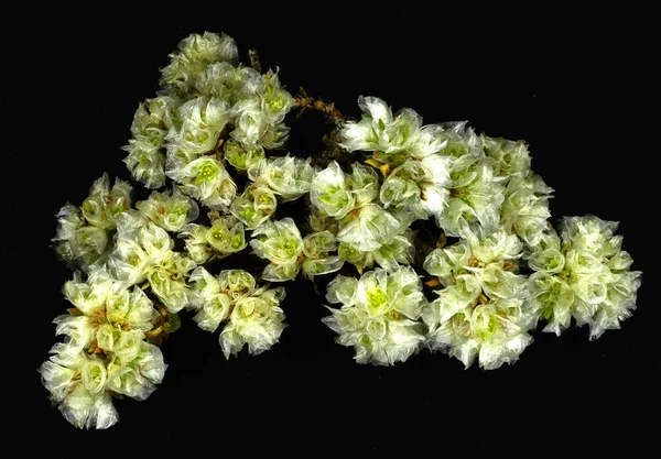 Paronychia Argentea Powszechnie Nazywany Silver Nailroot Silvery Whitlow Wort Nevadilla — Zdjęcie stockowe