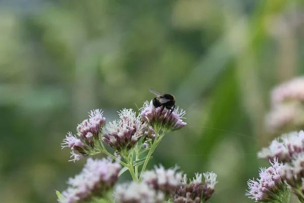 Nahaufnahme Einer Biene Auf Der Lila Blume — Stockfoto