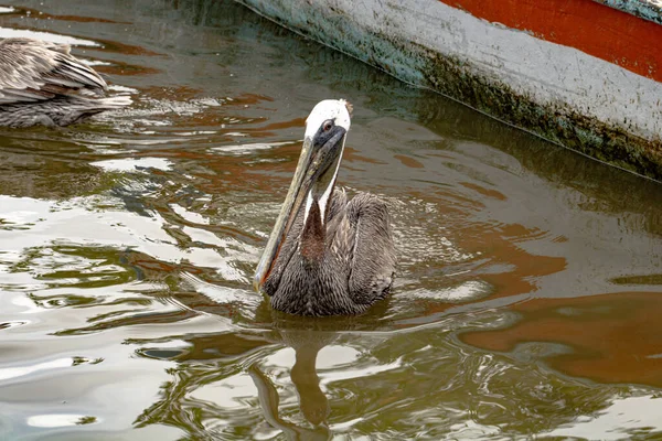 Ein Brauner Pelikan Schwimmt Einem See — Stockfoto