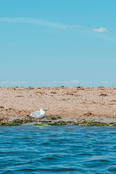 Eine Möwe Die Freier Wildbahn Auf Einem Felsen Fluss Thront — Stockfoto