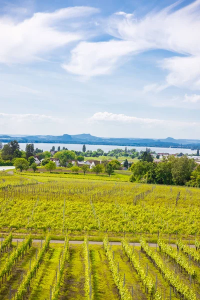 ドイツ コンスタンス湖のライヒェナウ島のワイン栽培地域 — ストック写真