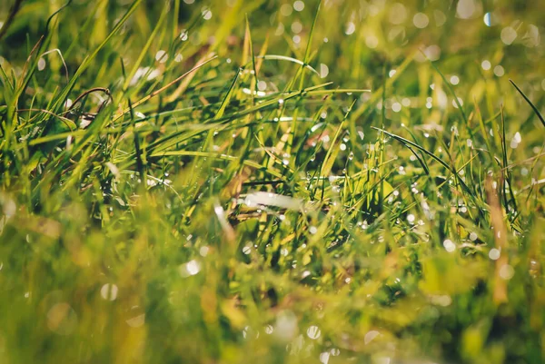 Een Close Shot Van Dunne Kruiden Dauw Een Tuin Een — Stockfoto