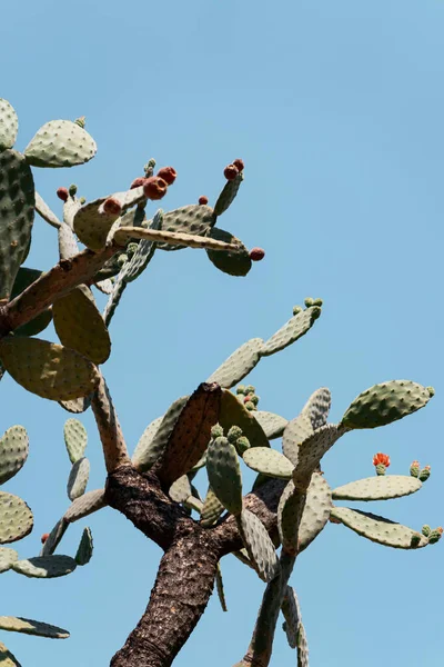 Tiro Ángulo Bajo Opuntia Floreciente Deja Contra Cielo Azul —  Fotos de Stock