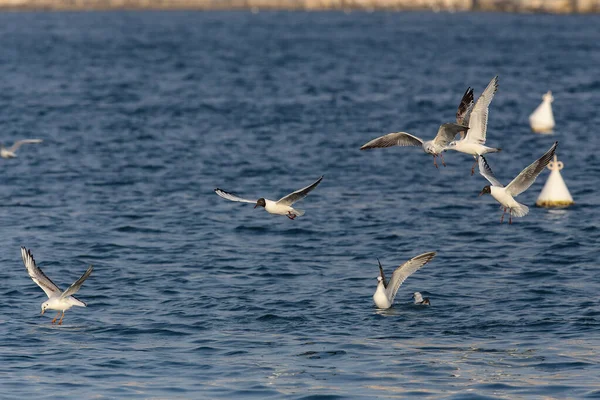 Gaviotas Mediterráneas Ichthyaetus Melanocephalus Juveniles Adultos Algunos Plumaje Cría Algunos — Foto de Stock