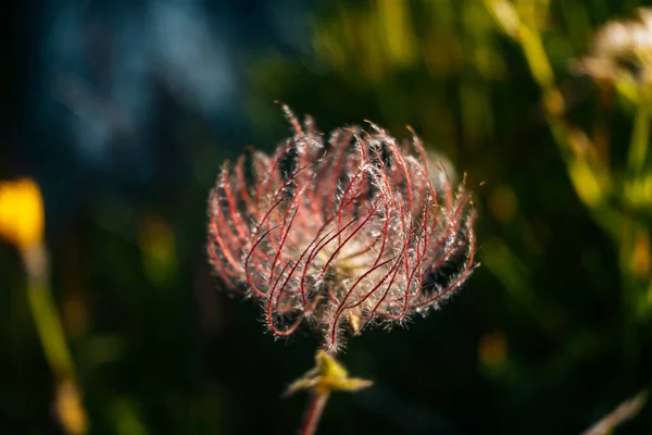 Fotografie Closeup Floare Roz Păros Fundal Încețoșat — Fotografie, imagine de stoc