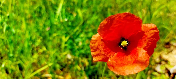 Pequena Papoula Vermelha Frente Gras Verde Sol — Fotografia de Stock