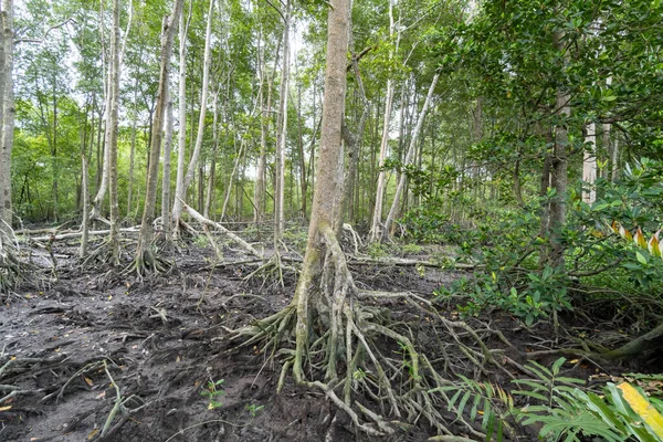 Árvores Floresta — Fotografia de Stock