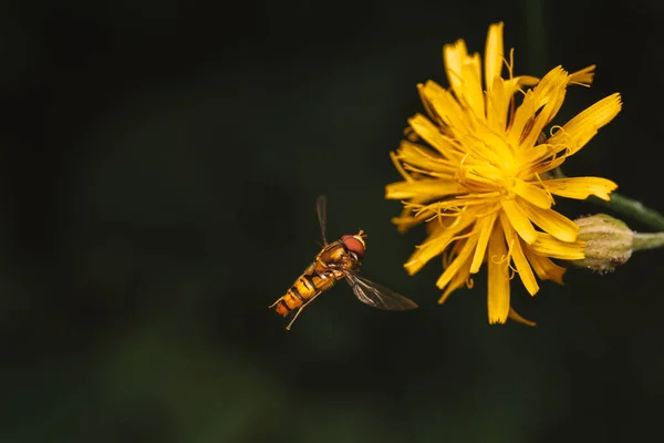 Macro Scatto Volano Comune Che Vola Vicino Fiore Giallo Isolato — Foto Stock