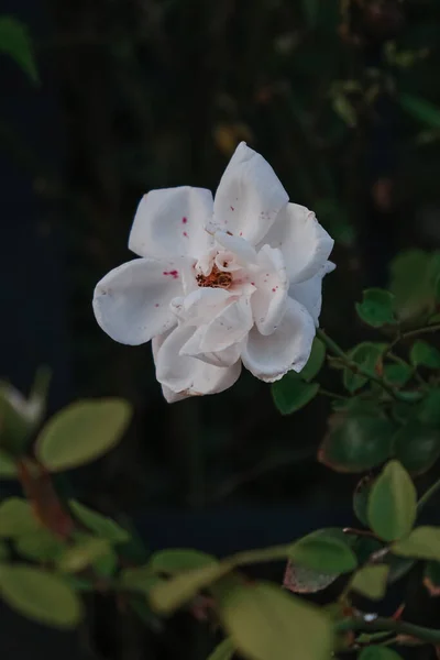 Plano Vertical Una Rosa Arbustiva Blanca Floreciente — Foto de Stock