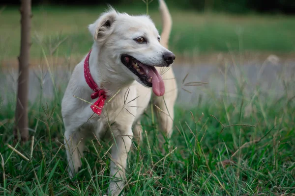 Портрет Чарівної Білої Домашньої Собаки Червоним Комірцем Грає Полі — стокове фото