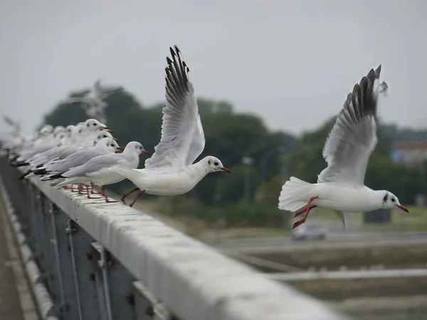 一排排从桥栏杆上起飞的海鸥的宁静景象 — 图库照片