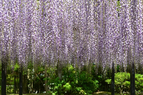 A shot of Japanese wisteria flowers hanging from trees on a sunny day