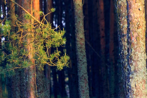 Гілки Вічнозеленого Дерева Лісі — стокове фото