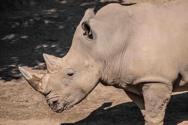 Beautiful Rhinoceros Zoo Sunny Day — Stock Photo, Image