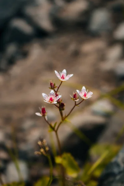 Een Selectieve Focus Van Bloeiende Kleine Witte Bloemen Het Wild — Stockfoto