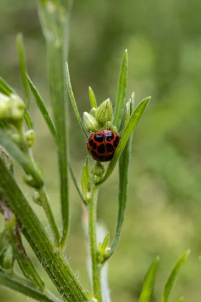 Yeşil Bir Bitkinin Üzerindeki Uğur Böceğinin Dikey Yakın Çekimi — Stok fotoğraf