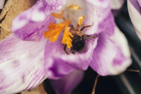 暗いぼやけた背景を背景に庭のリシャントスの花に蜂の選択的な焦点 — ストック写真