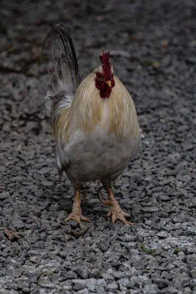 Egy Függőleges Lövés Kakasról — Stock Fotó