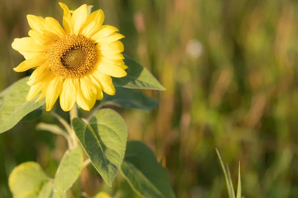 一朵美丽的向日葵 在一片灯火辉煌的田野里 — 图库照片