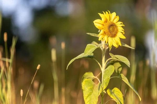 一朵美丽的向日葵 在一片灯火辉煌的田野里 — 图库照片