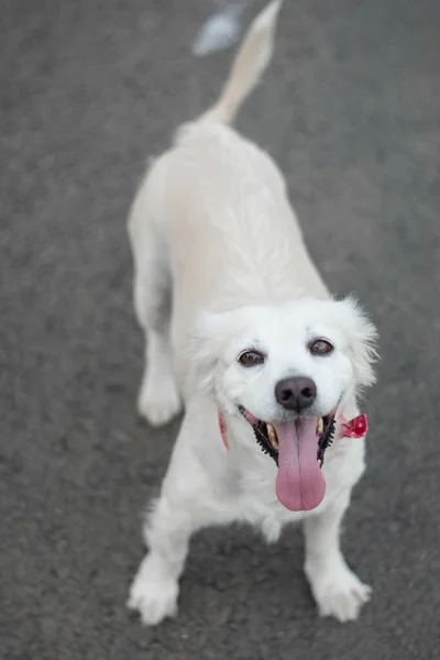 Cão Doméstico Alegre Adorável Com Uma Coleira Fivela Vermelha Estrada — Fotografia de Stock