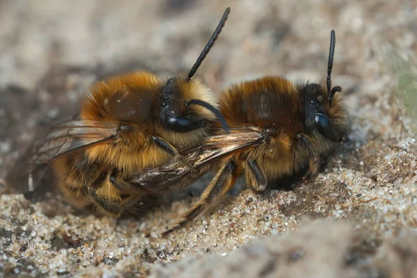 Zbliżenie Kilka Vernal Colletes Colletes Cunicularius Kopulacji Wiosnę — Zdjęcie stockowe