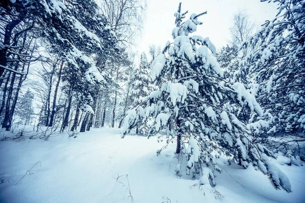 Krásný Výhled Věčně Zelené Stromy Pokryté Bílým Hustým Sněhem Lesích — Stock fotografie