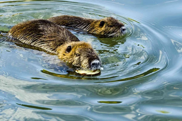 Närbild Två Söta Coypus Simmar Klarblått Vatten — Stockfoto