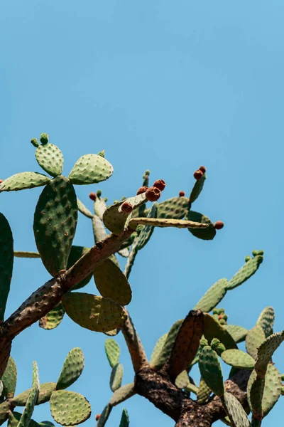 Een Lage Hoek Van Een Groeiende Grote Cactus Tegen Blauwe — Stockfoto