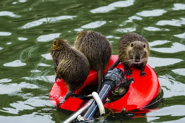 Gros Plan Coypus Mignon Nageant Dans Lac Dessus Dispositif Mécanique — Photo