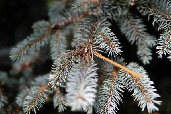 Ένα Κοντινό Πλάνο Από Κλαδιά Του Colorado Blue Spruce — Φωτογραφία Αρχείου