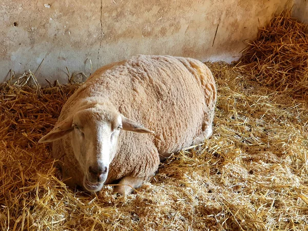 Primer Plano Una Oveja Acostada Sobre Una Paja — Foto de Stock