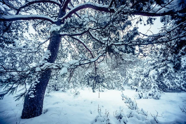 Une Belle Vue Sur Les Arbres Sempervirents Couverts Neige Blanche — Photo