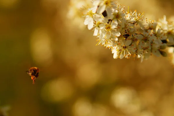 Пчела Оставляет Цветы Всей Корзиной Пыльцы Макро Выстрелил Красивой Легкой — стоковое фото