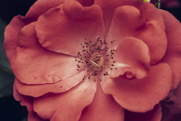 Ένα Κοντινό Πλάνο Ενός Πλήρως Ανθισμένου Ροζ Αλπικού Τριαντάφυλλου Έναν — Φωτογραφία Αρχείου