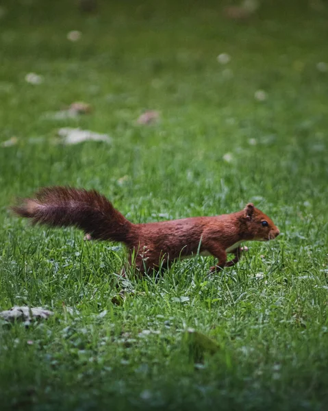 Een Kleine Eekhoorn Het Park — Stockfoto