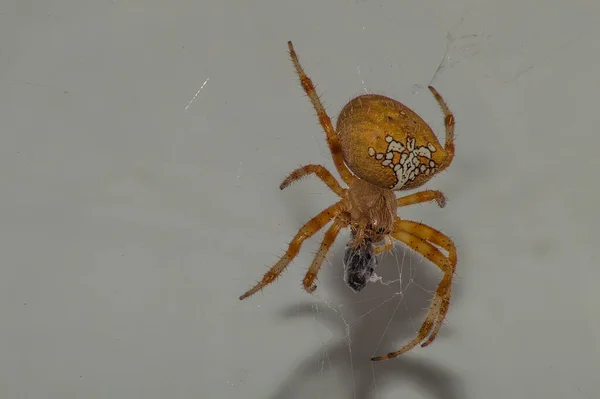 Tiro Close Uma Aranha Cruzada Comum Comendo Uma Mosca Fundo — Fotografia de Stock